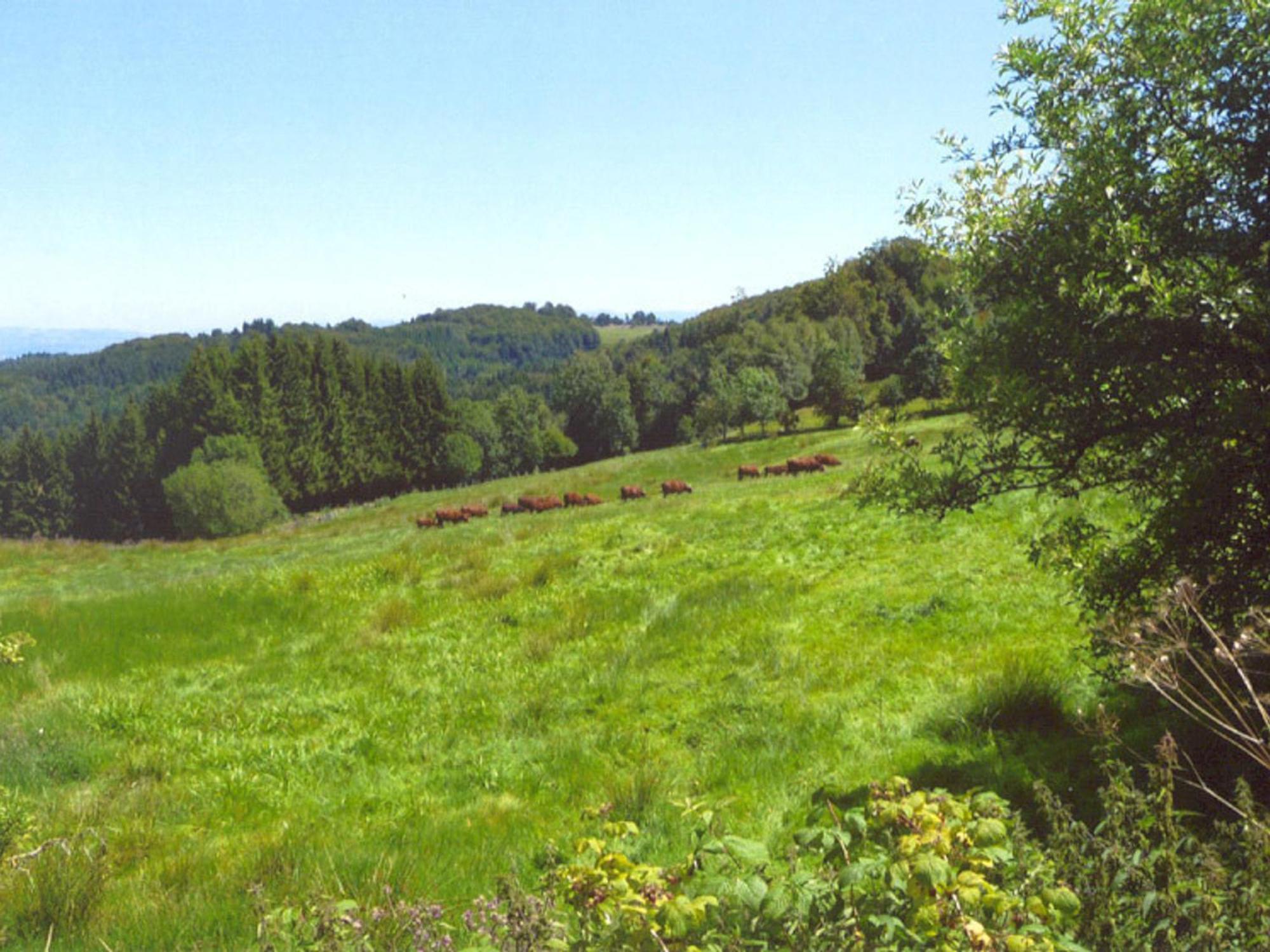 Saint-Jean-Soleymieux Charmant Gite Avec Terrasse, Cheminee Et Jardin, A Proximite Des Bois, Animaux Acceptes - Fr-1-496-205 מראה חיצוני תמונה